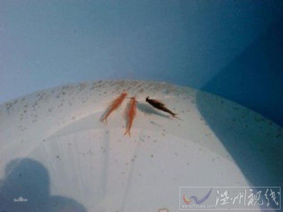 滄州疑現仙女蝦