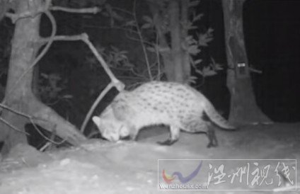 釣魚貓現身柬埔寨