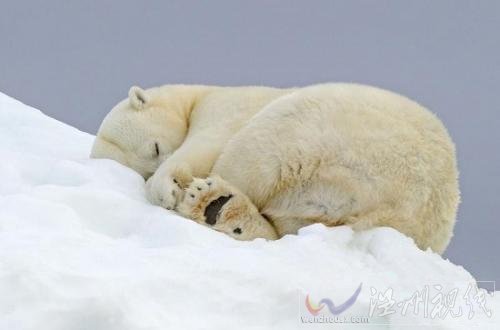 正常的北極熊照片