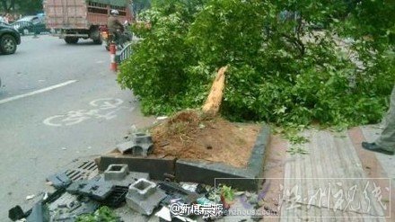 女司機為搶黃燈發生車禍