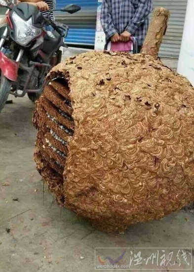 湖南村民發(fā)現(xiàn)一個(gè)超大蜂窩