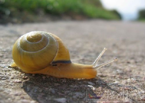 中國發現世界上最小的蝸牛