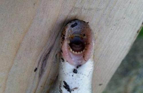 僵尸魚現英國河道