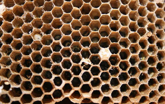 湖南發現超大蜂窩