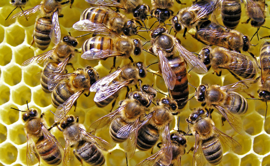 湖南發現超大蜂窩