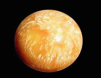 椰子螺吐出美樂珠