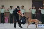 警犬與退伍老兵告別 老兵退伍警犬舍不得咬住行李不
