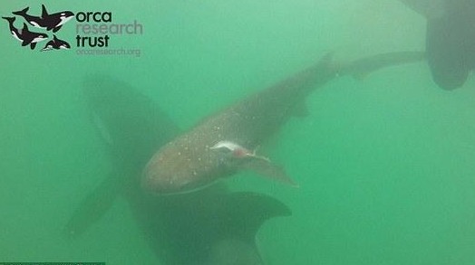 鯊魚(yú)遭虎鯨追趕