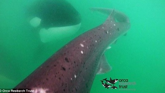 鯊魚(yú)遭虎鯨追趕