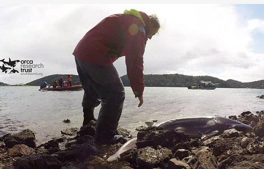鯊魚(yú)遭虎鯨追趕