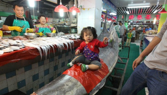 青島漁民破紀錄捕獲超級大箭魚