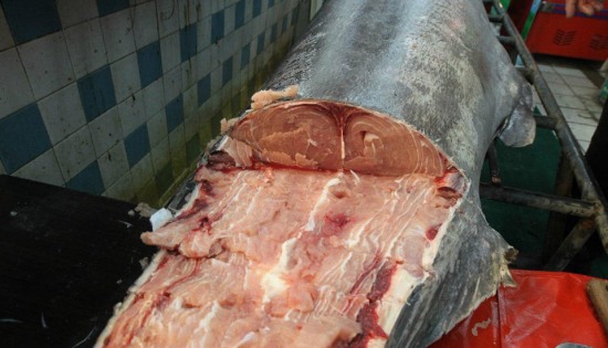 青島漁民破紀(jì)錄：捕獲619斤巨型箭魚。