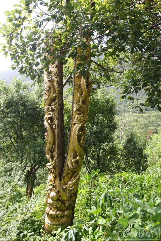 寧波現活體樹雕