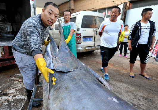 青島漁民捕獲690斤箭魚王