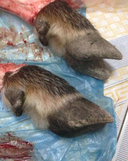 老人自稱捕到神獸