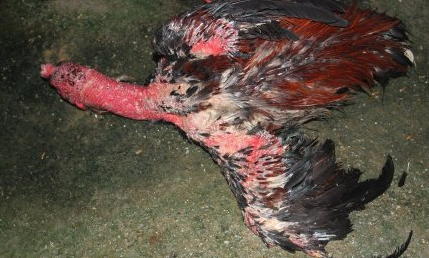 斗雞加班太累詐死