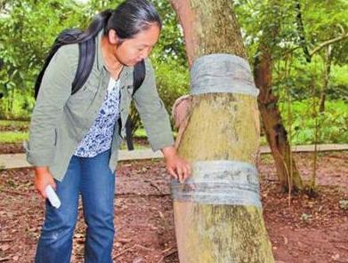 百萬(wàn)黃花梨被盜，這一棵受重創(chuàng)