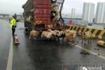 百只羊活活摔死 貨車側翻上百只羊從橋上掉下摔死