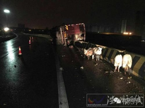 山羊掉下橋活活摔死