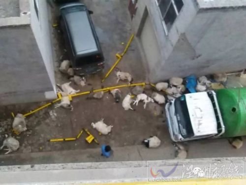 百只羊掉下高架橋