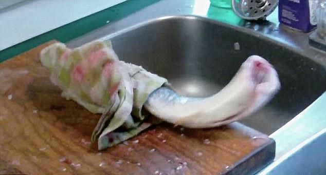 廣州餐館現僵尸魚