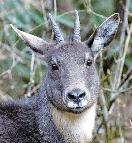 溫州3名老人非法獵殺“神獸” 均已被刑拘