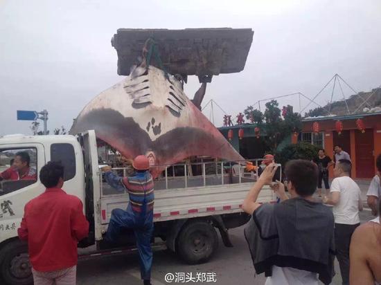 漁民捕獲魔鬼魚