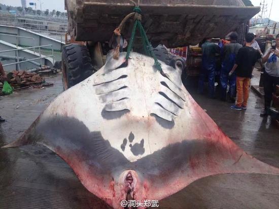 溫州洞頭漁民捕獲魔鬼魚