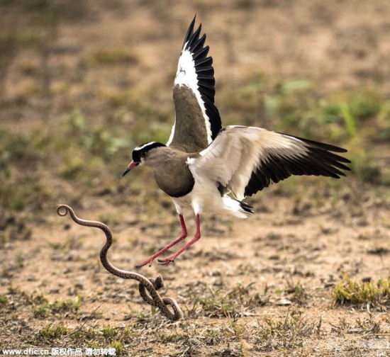 蛇鳥大戰：田鳧鳥大戰小蛇