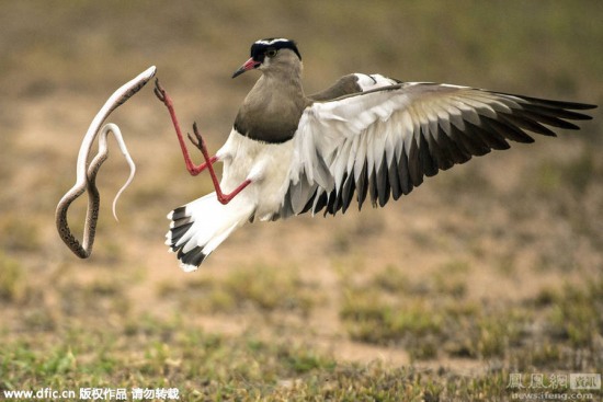 蛇鳥大戰：田鳧鳥大戰小蛇
