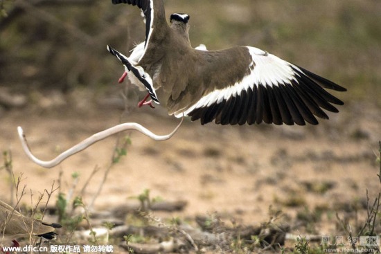 蛇鳥大戰：田鳧鳥大戰小蛇