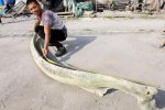 臺州漁民撿到3米長動物肋骨 這是什么魚的骨頭