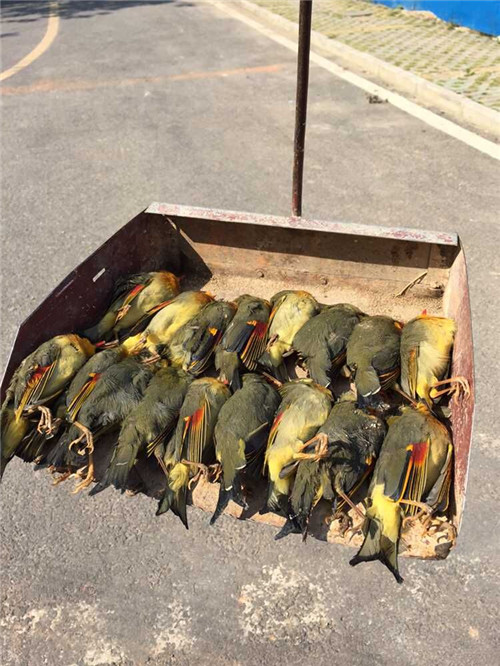 紅嘴相思鳥集體自殺