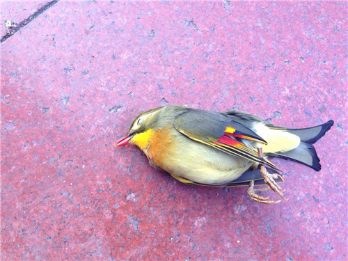 紅嘴相思鳥集體自殺