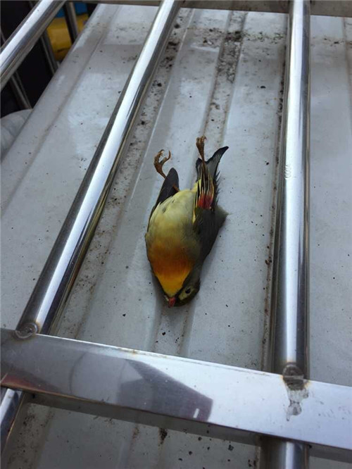 紅嘴相思鳥集體自殺