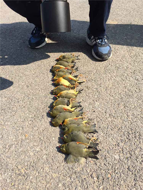 紅嘴相思鳥集體自殺