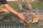 汕尾海豐漁民捕超百歲海龜 愛心人士高價買下放生