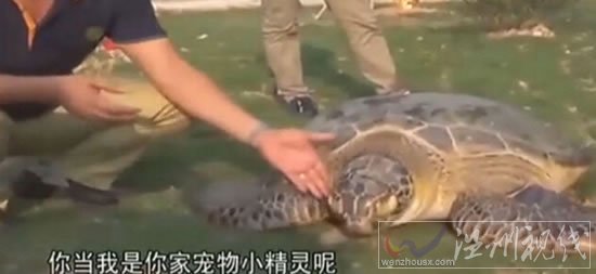 漁民捕超百歲海龜