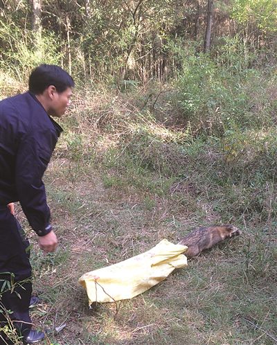 南京現(xiàn)神秘動物