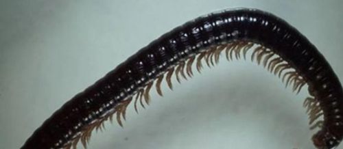 俄羅斯發現新型蜈蚣