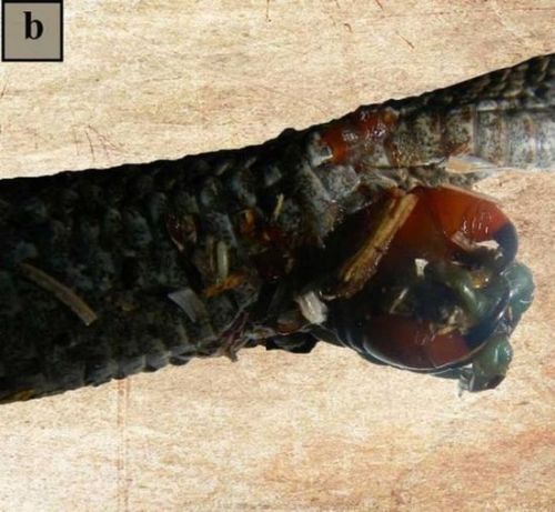 俄羅斯發現新型蜈蚣