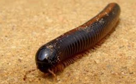 俄羅斯發現新型蜈蚣