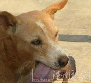 流浪狗救棄嬰 流浪狗也通人性