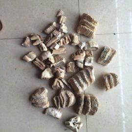 山洞發現一塊多牙怪獸的骨頭