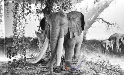 東方劍齒象化石圖片