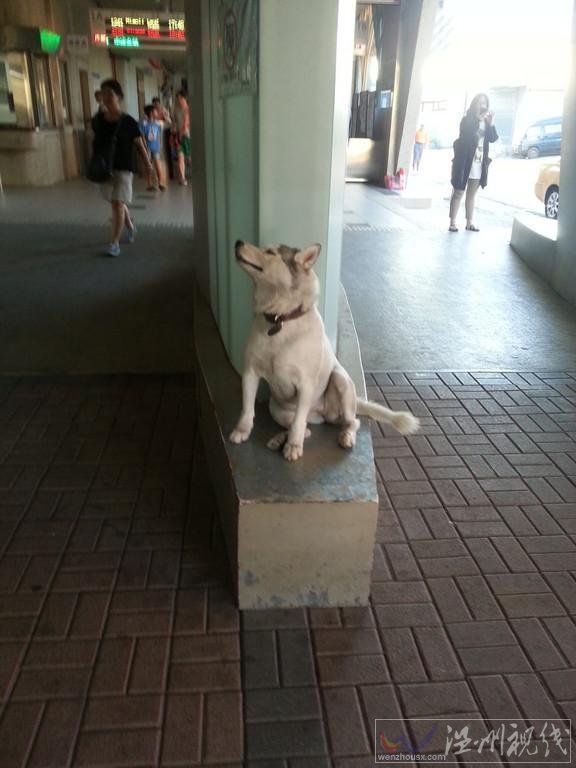 哈士奇當(dāng)街打劫