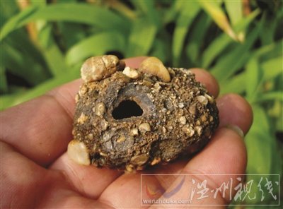 早年有村民挖到過小的金陵神罐