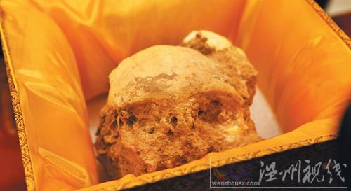 直立人頭骨化石