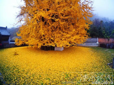 滿地金色的銀杏樹葉