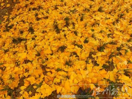 黃金毯一樣的落葉